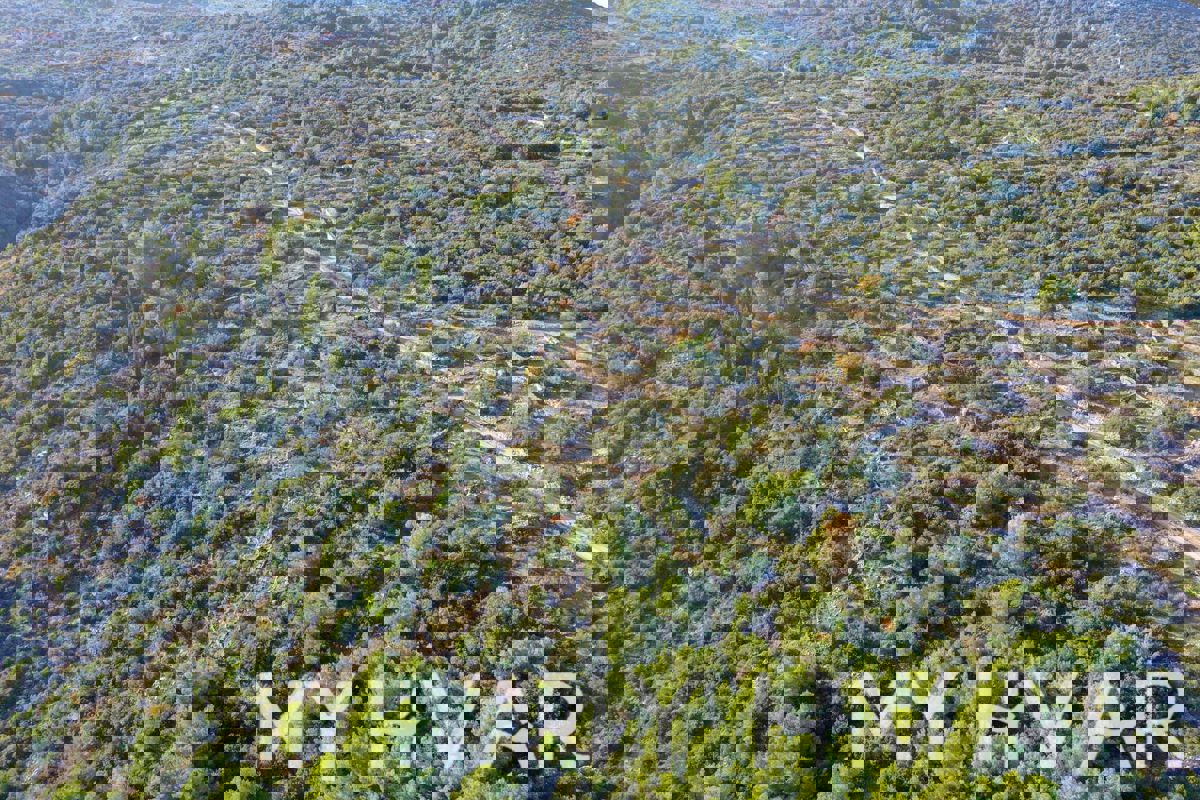 Uliveto nella baia di Pokrivenik