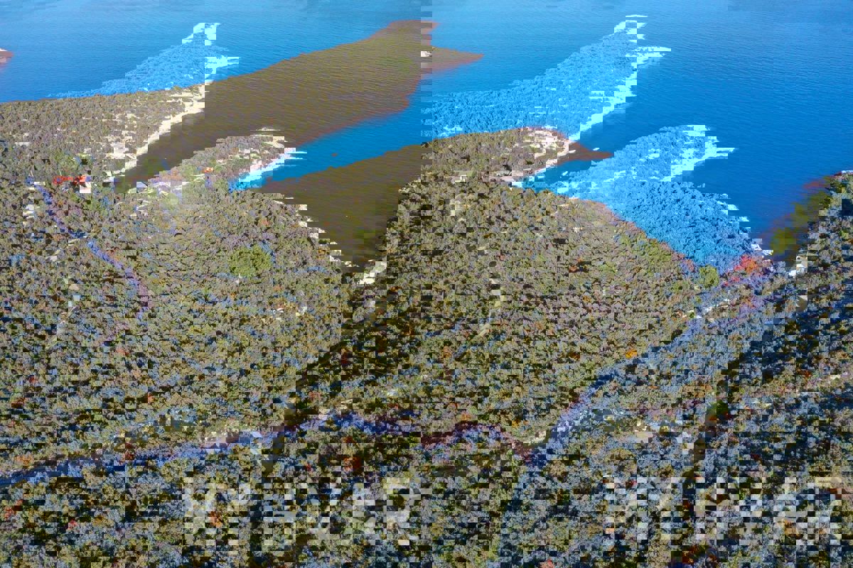 Uliveto nella baia di Pokrivenik