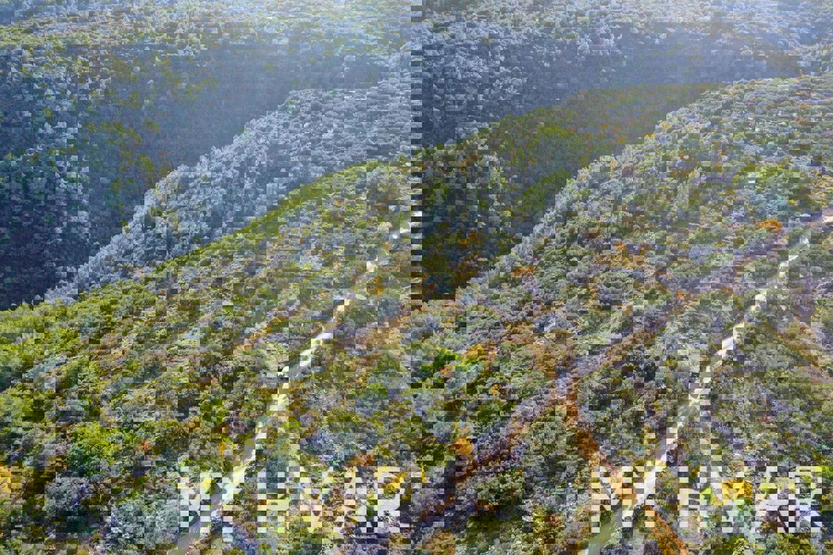 Uliveto nella baia di Pokrivenik