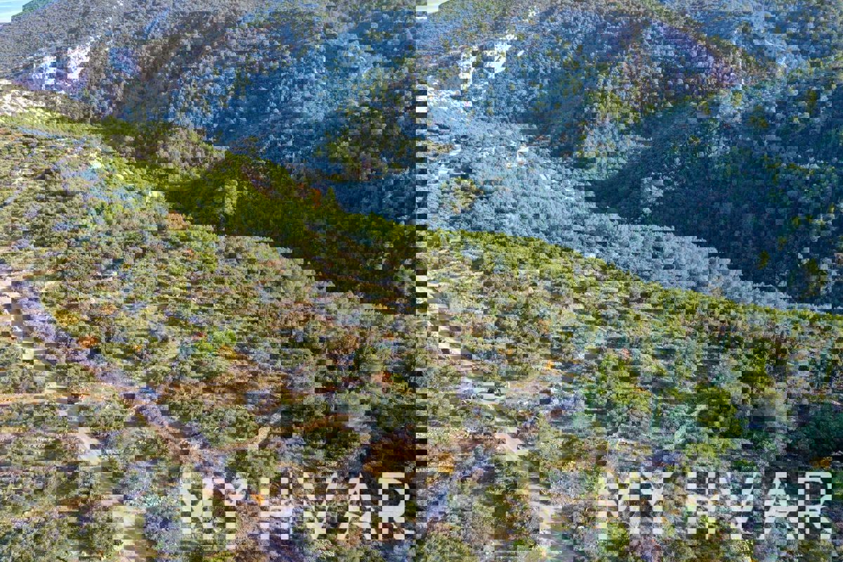 Uliveto nella baia di Pokrivenik