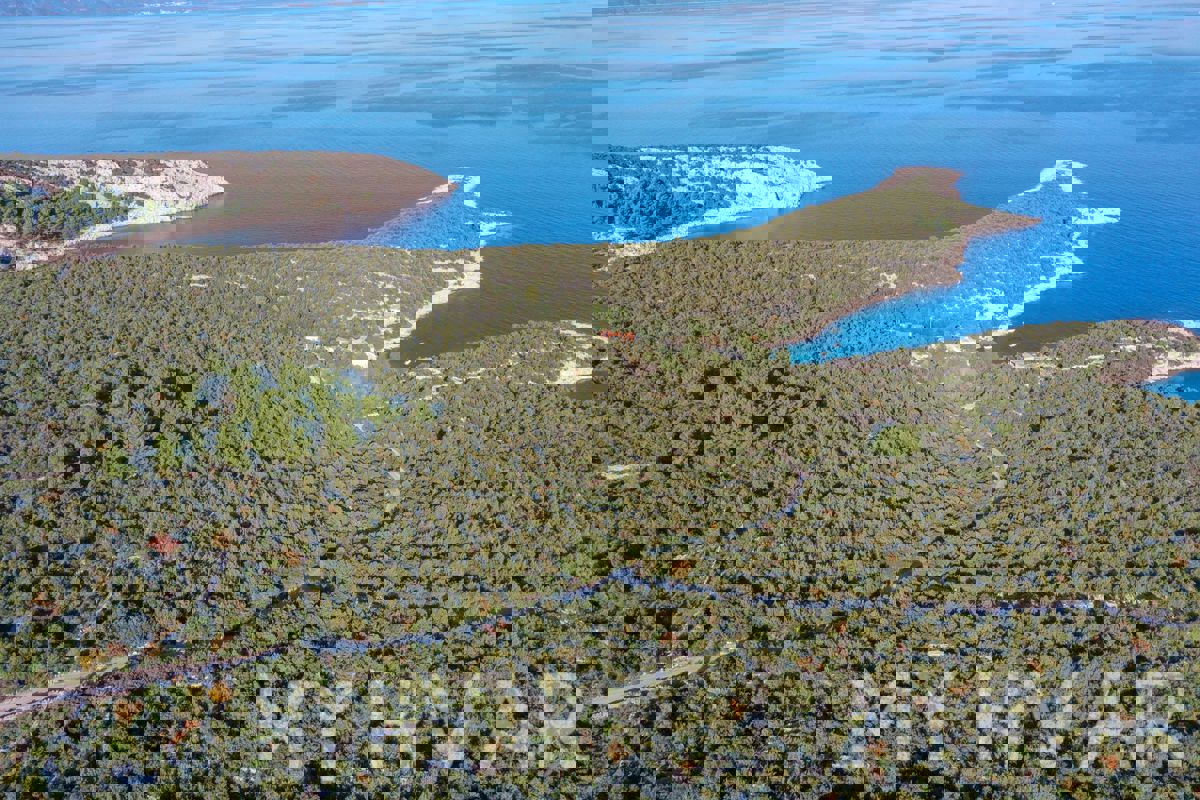 Uliveto nella baia di Pokrivenik