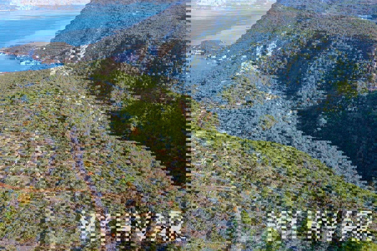 Uliveto nella baia di Pokrivenik