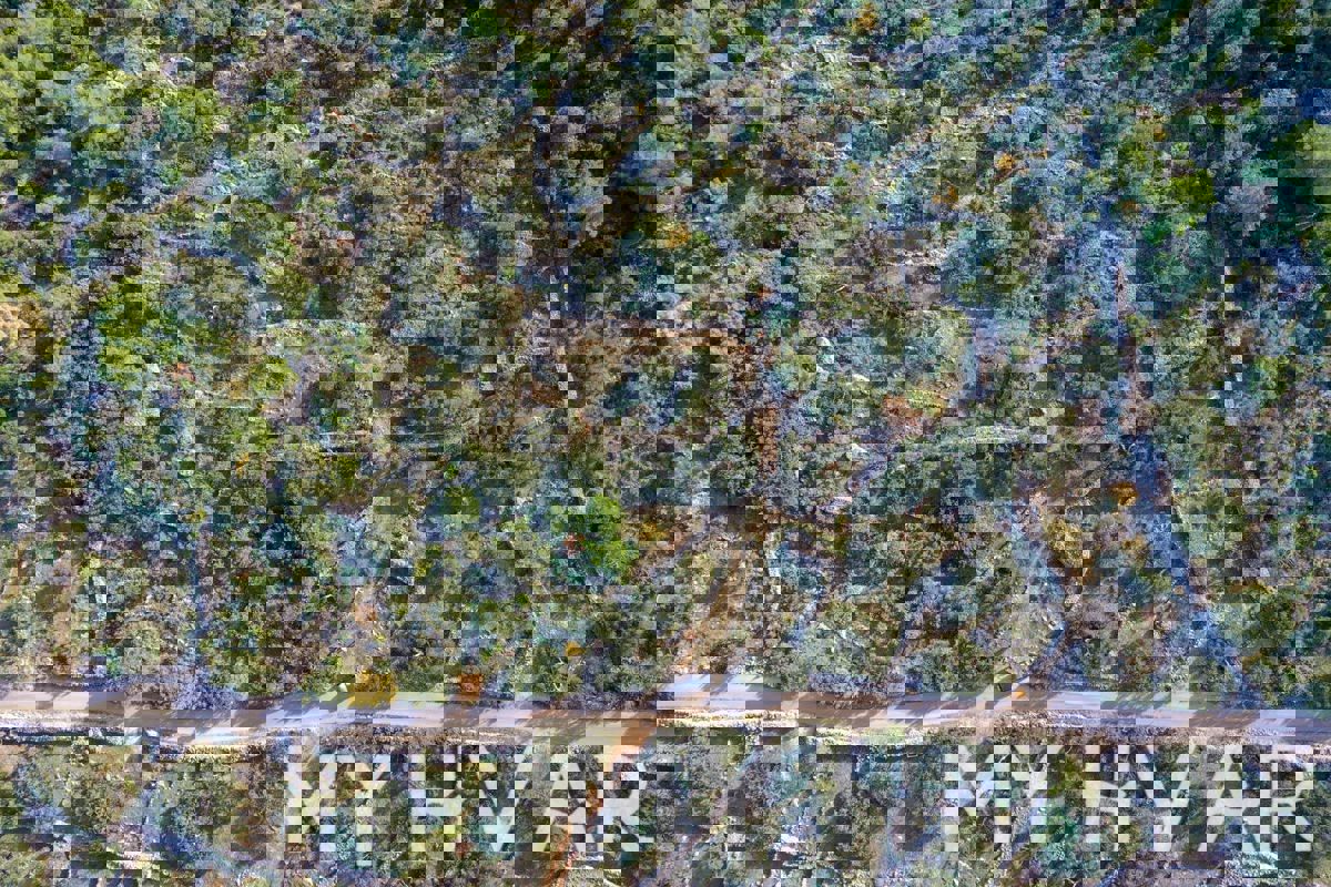 Uliveto nella baia di Pokrivenik