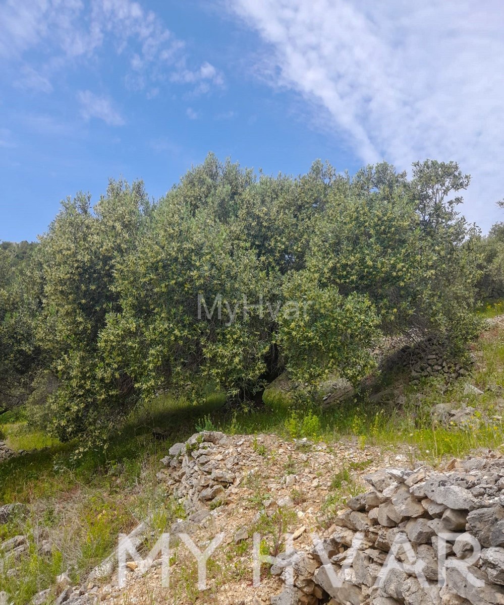 Ampio terreno agricolo a Korčula