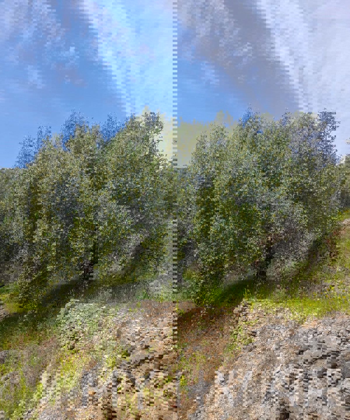 Ampio terreno agricolo a Korčula