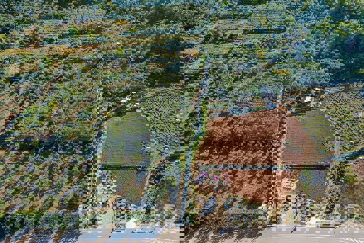 Uliveto con vista mare a Jelsa