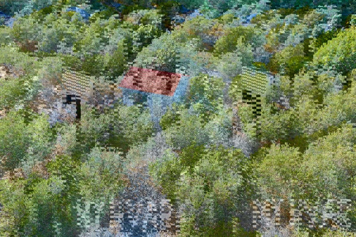 Uliveto con vista mare a Jelsa