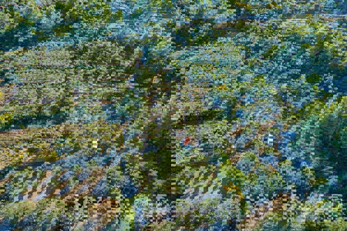 Uliveto con vista mare a Jelsa