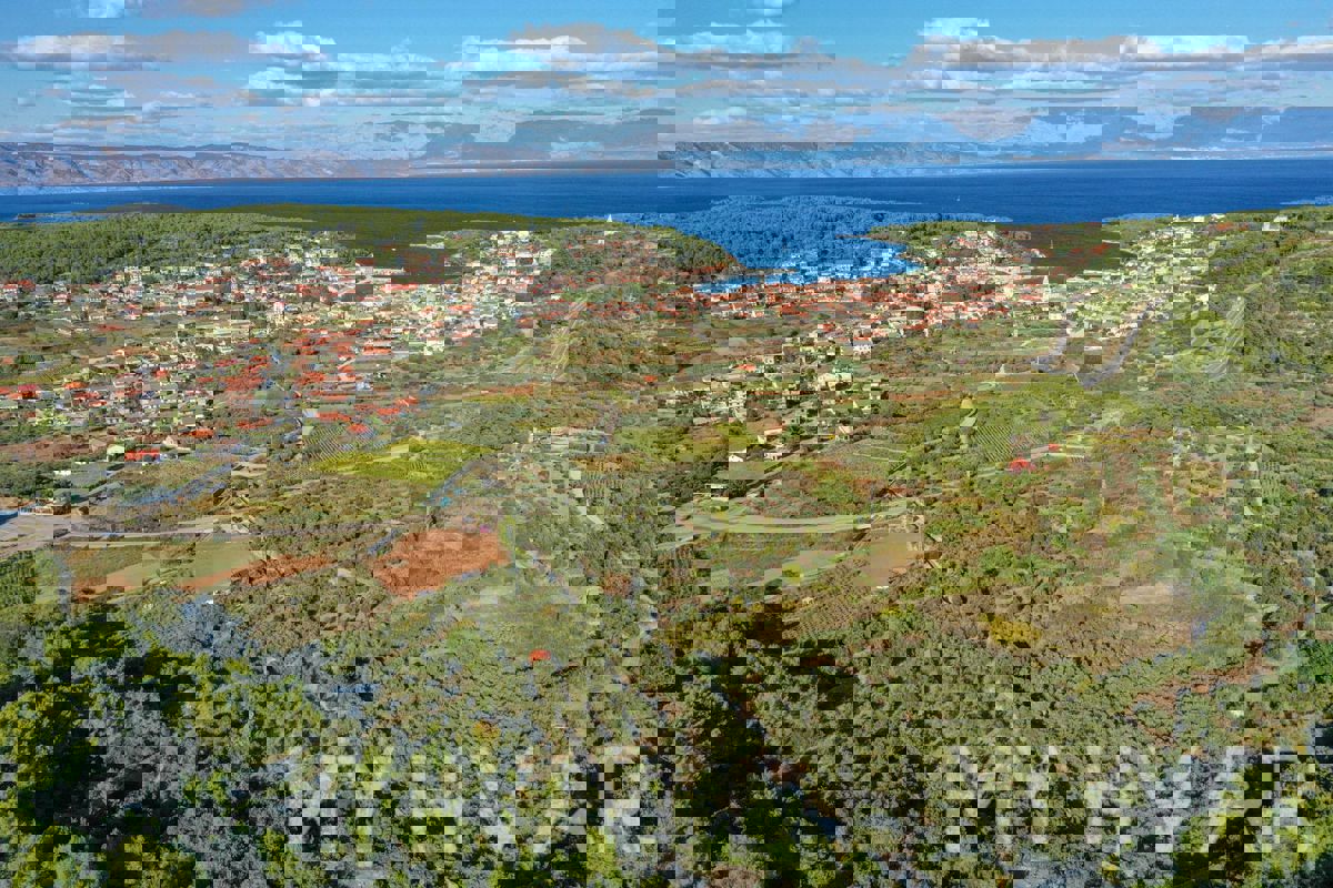 Uliveto con vista mare a Jelsa