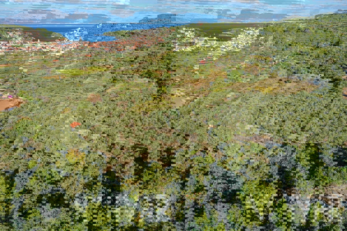 Uliveto con vista mare a Jelsa