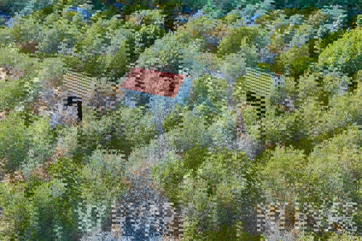 Uliveto con vista mare a Jelsa