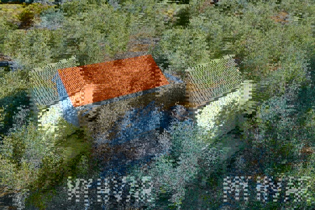 Uliveto con vista mare a Jelsa