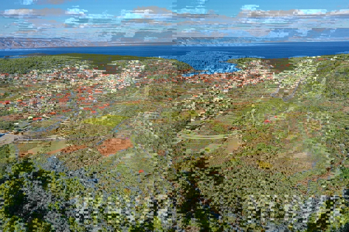 Uliveto con vista mare a Jelsa