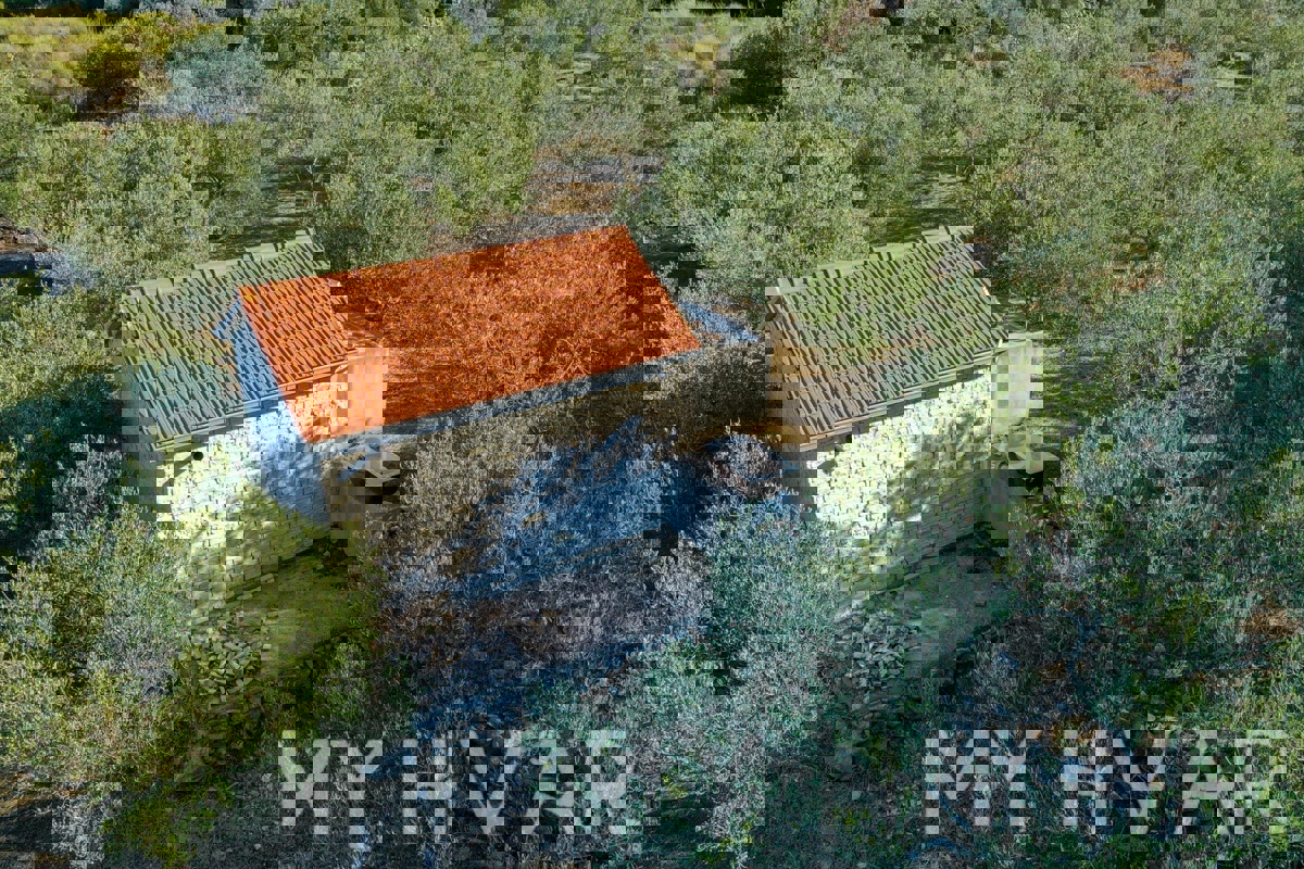 Uliveto con vista mare a Jelsa