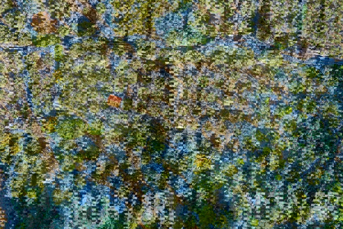 Uliveto con vista mare a Jelsa