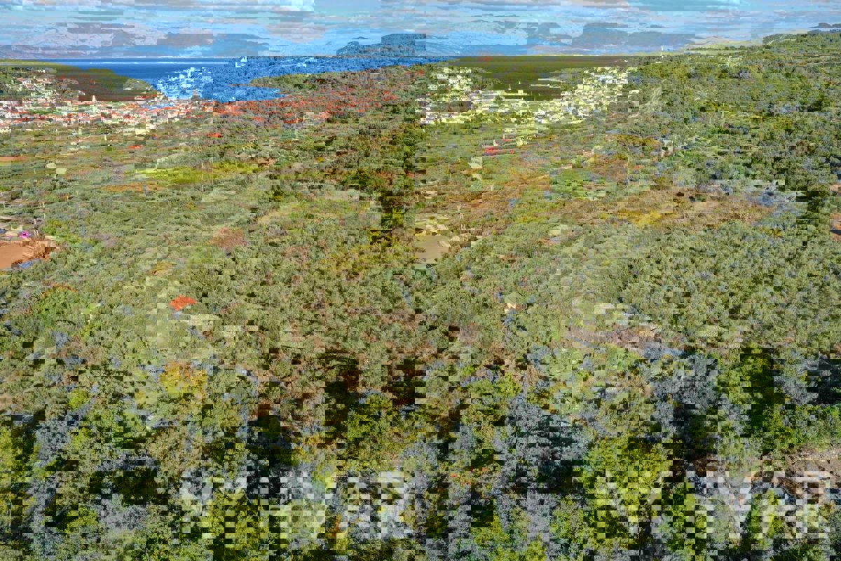 Uliveto con vista mare a Jelsa