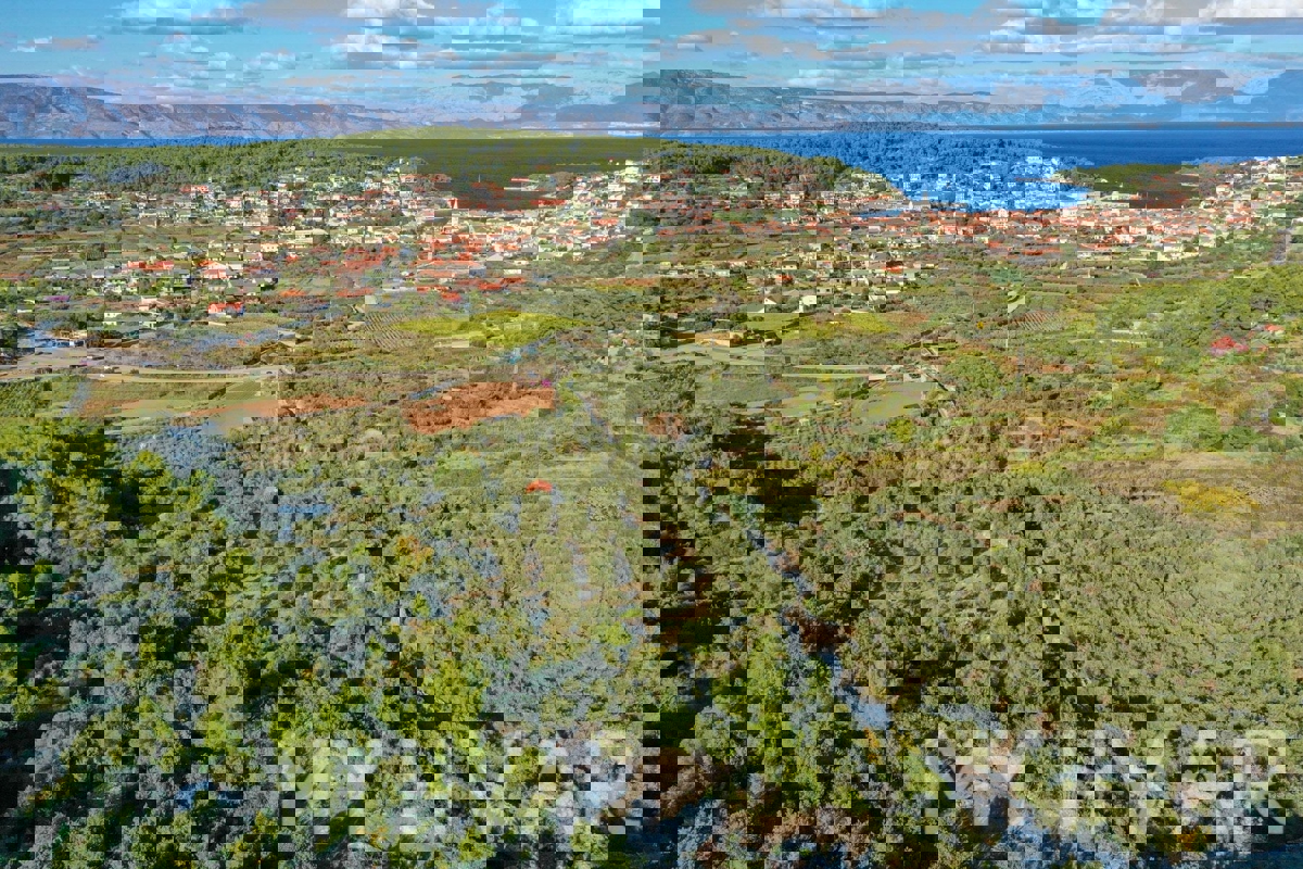 Uliveto con vista mare a Jelsa