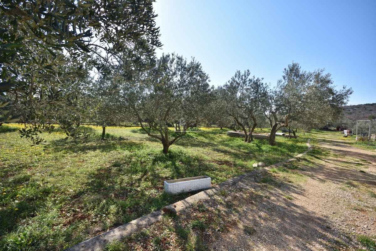 Vodice – Terreno agricolo con casa, uliveto e fabbricati accessori