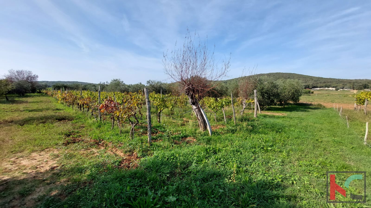 Rovigno, casa legalizzata con uliveto e vigneto su un terreno di 4471 m2 #vendita