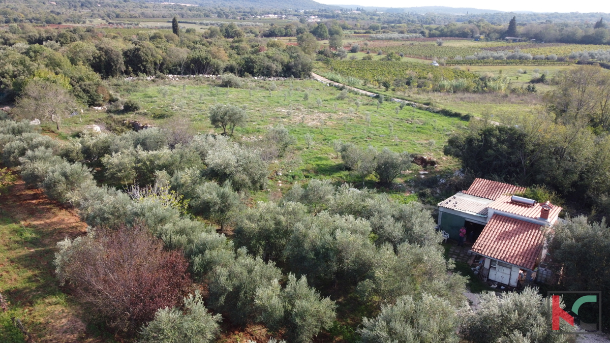 Rovigno, casa legalizzata con uliveto e vigneto su un terreno di 4471 m2 #vendita