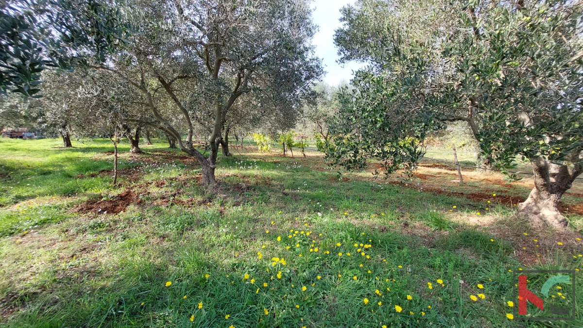 Rovigno, casa legalizzata con uliveto e vigneto su un terreno di 4471 m2 #vendita