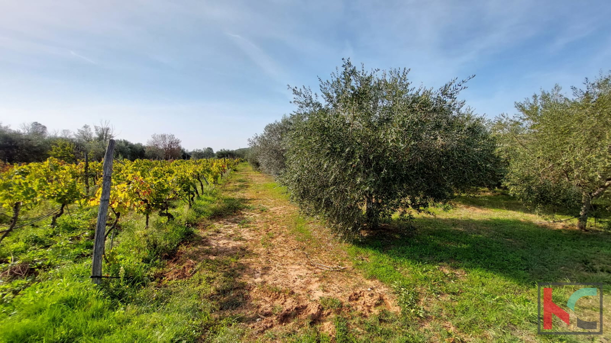 Rovigno, casa legalizzata con uliveto e vigneto su un terreno di 4471 m2 #vendita