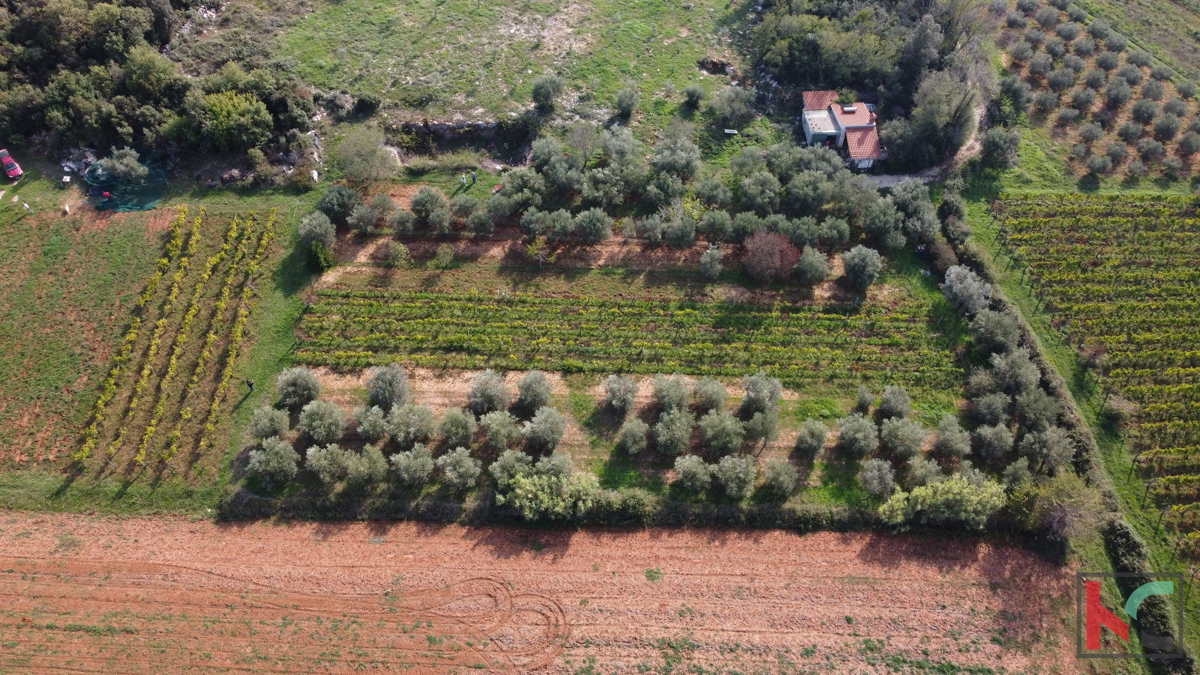 Rovigno, casa legalizzata con uliveto e vigneto su un terreno di 4471 m2 #vendita