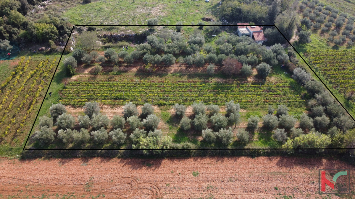 Rovigno, casa legalizzata con uliveto e vigneto su un terreno di 4471 m2 #vendita