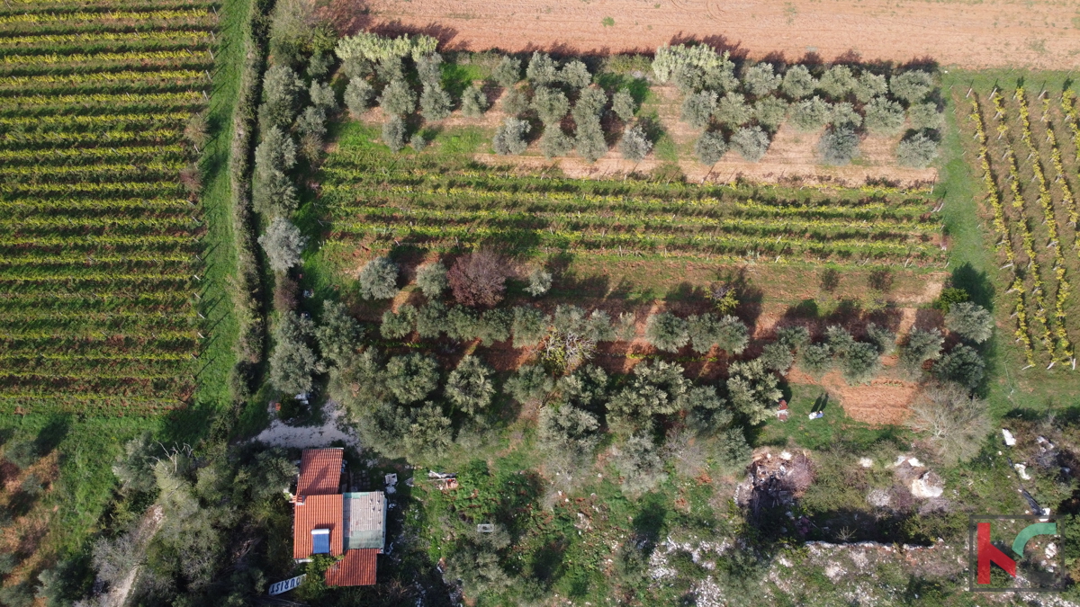 Rovigno, casa legalizzata con uliveto e vigneto su un terreno di 4471 m2 #vendita