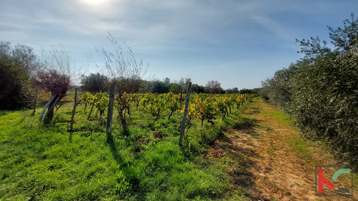 Rovigno, casa legalizzata con uliveto e vigneto su un terreno di 4471 m2 #vendita