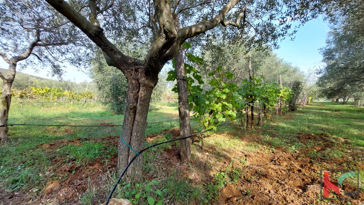 Rovigno, casa legalizzata con uliveto e vigneto su un terreno di 4471 m2 #vendita