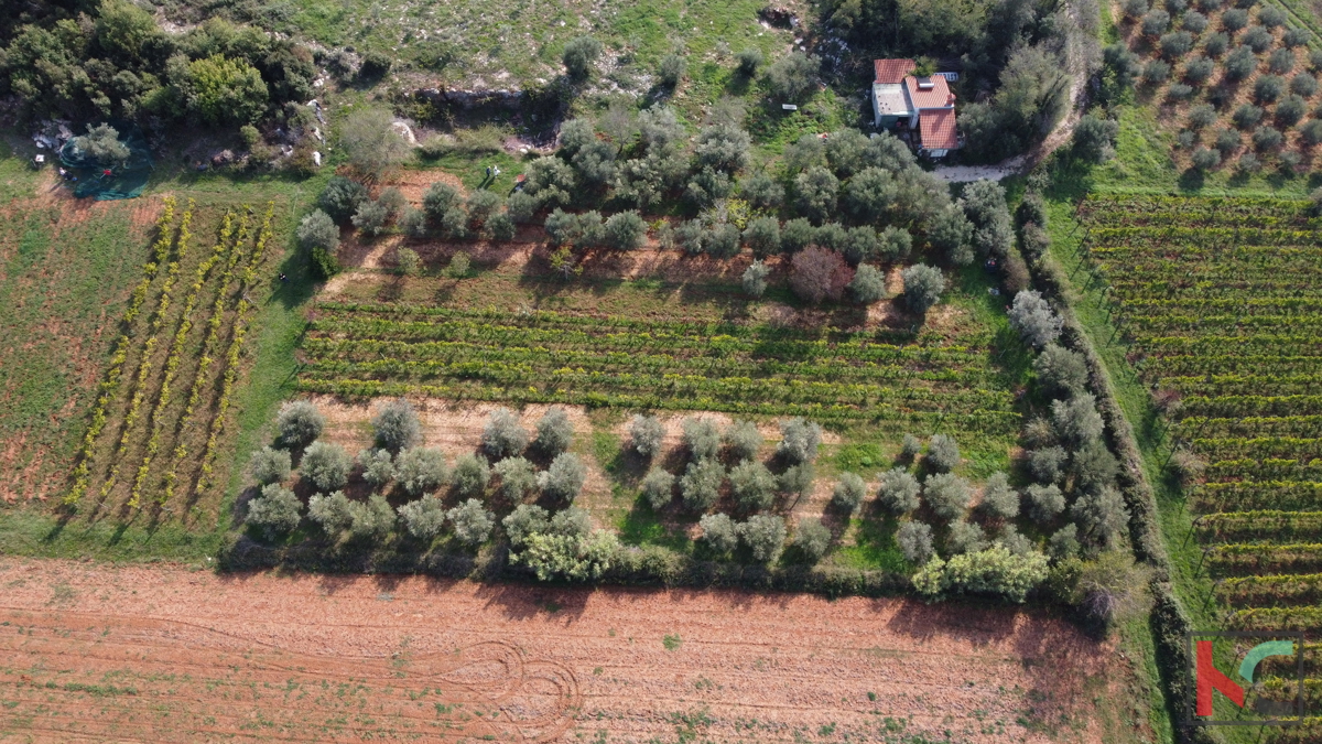 Rovigno, casa legalizzata con uliveto e vigneto su un terreno di 4471 m2 #vendita