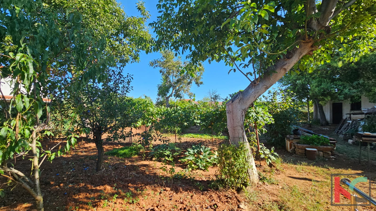 Istria, Ližnjan, Jadreški, casa con uffici e giardino più grande, #vendita