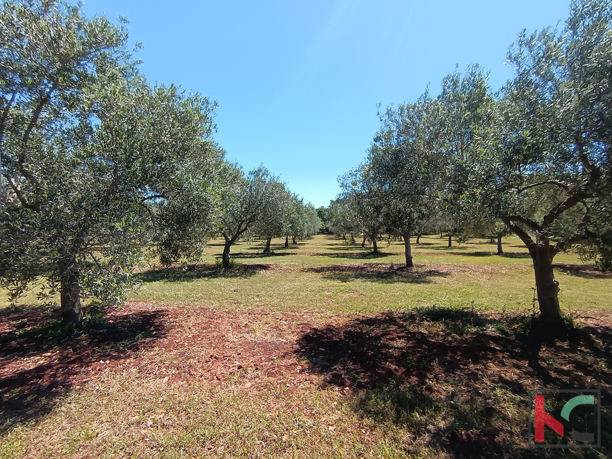 ROVINJ, CASA MODERNA CON PISCINA E ULIVETO, VICINANZA AL MARE, #VENDITA