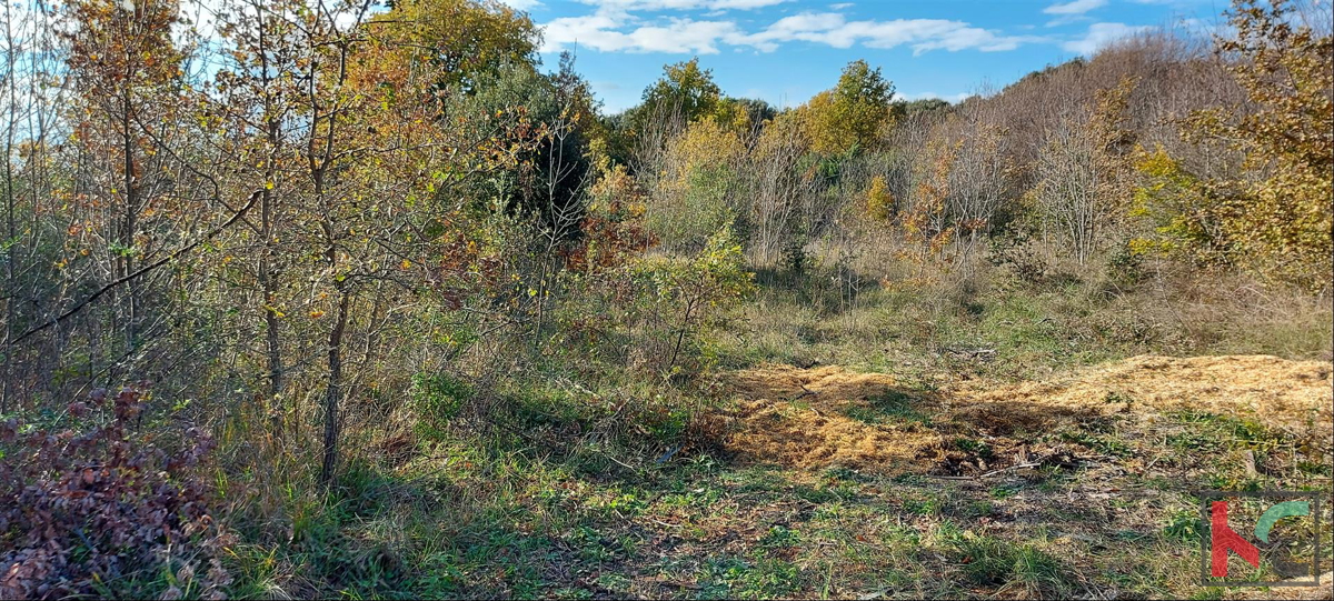 Istria, Rovigno, Palud terreno agricolo 4128m2