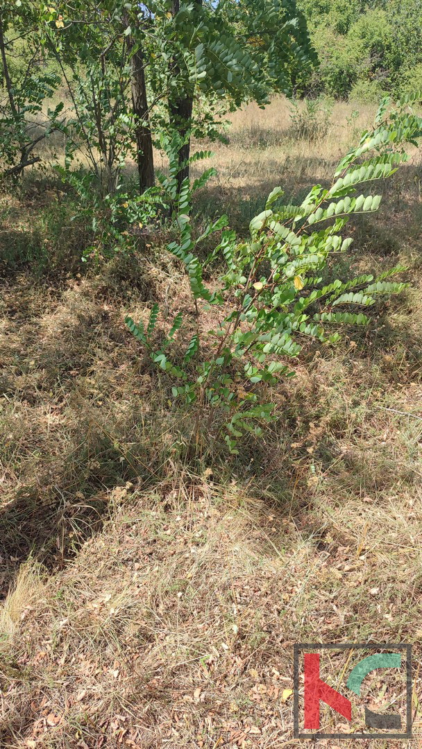 Manjadvorci, terreno 970, terreno di formato regolare