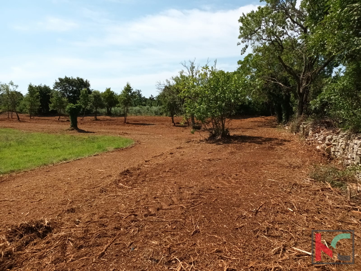 Svetvinčenat, Cukrići, terreno edificabile e agricolo con progettazione concettuale #sale