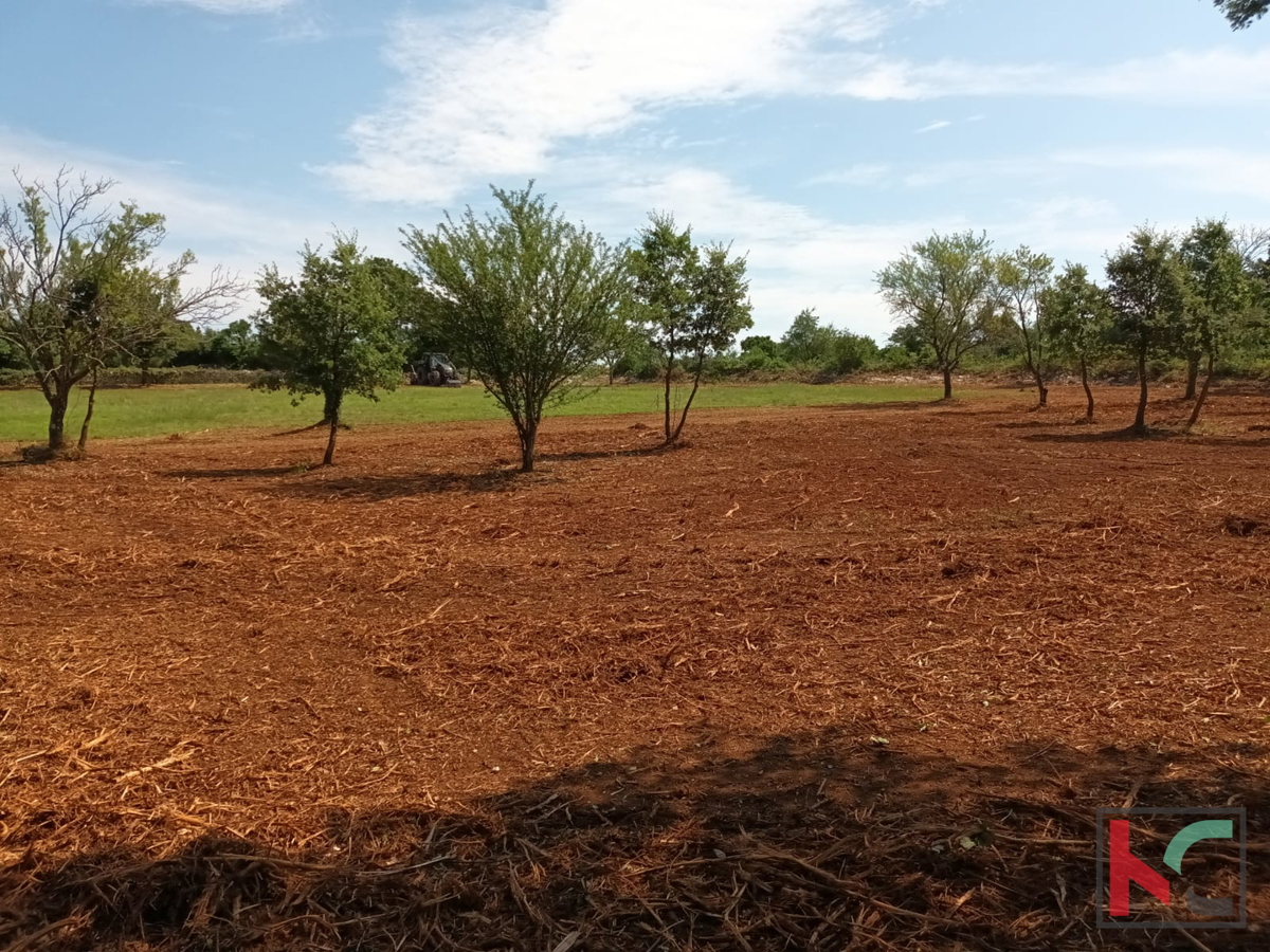 Svetvinčenat, Cukrići, terreno edificabile e agricolo con progettazione concettuale #sale