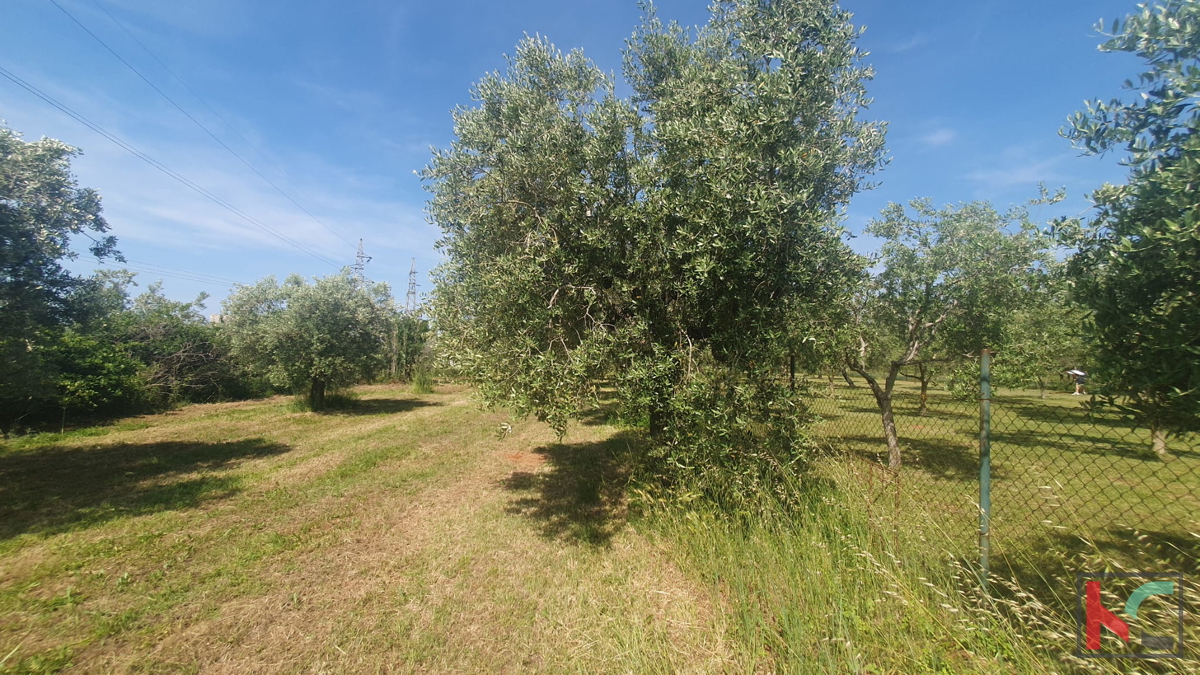 Istria, Fasana, terreno agricolo con uliveto #vendita