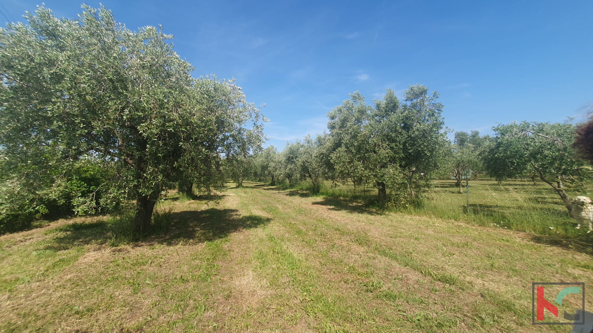 Istria, Fasana, terreno agricolo con uliveto #vendita