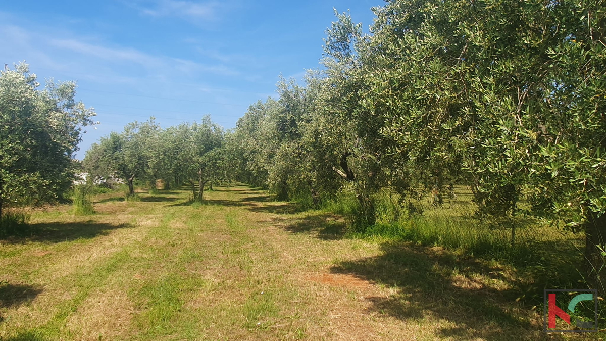 Istria, Fasana, terreno agricolo con uliveto #vendita