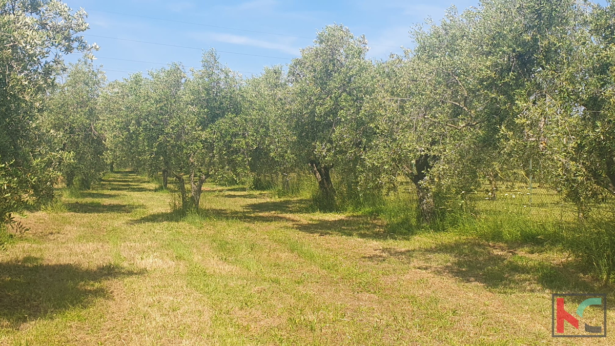 Istria, Fasana, terreno agricolo con uliveto #vendita