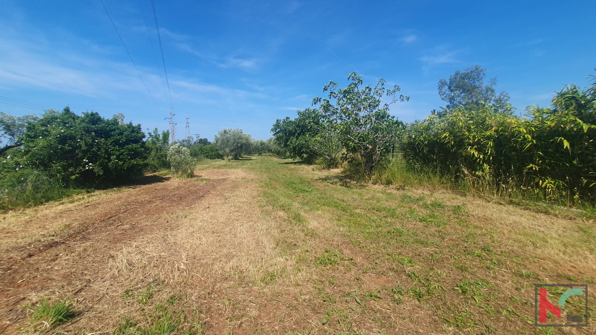 Istria, Fasana, terreno agricolo con uliveto #vendita