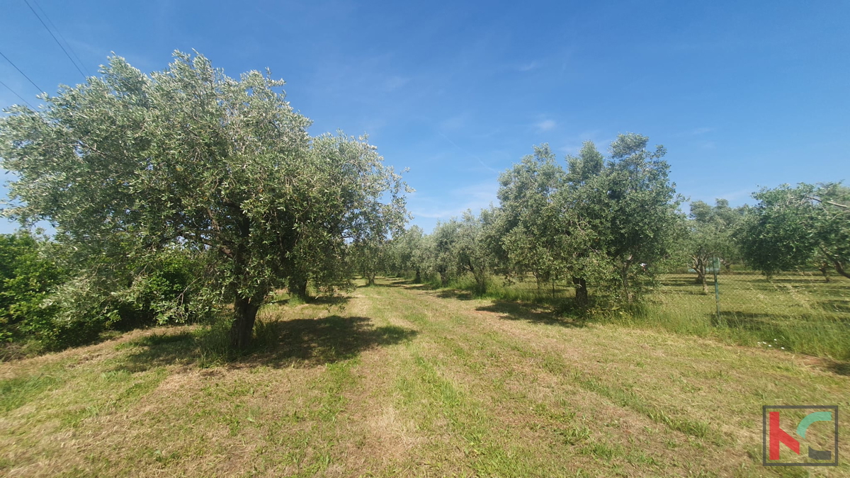 Istria, Fasana, terreno agricolo con uliveto #vendita