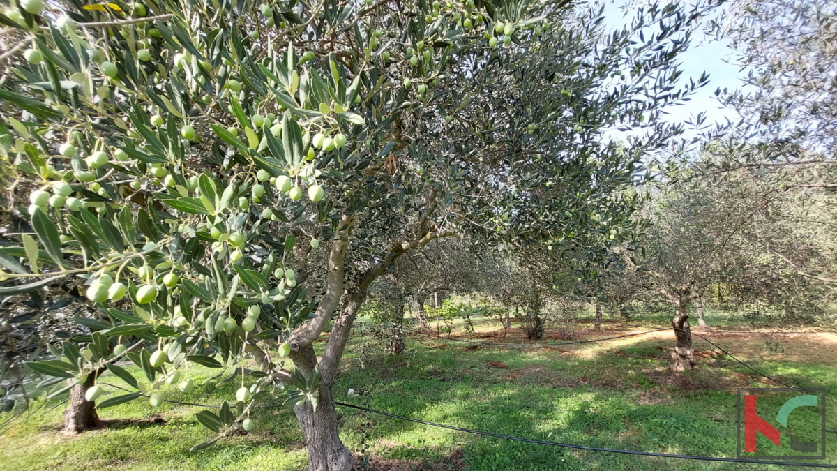 Rovigno, terreno agricolo con uliveto, vigneto e #vendita edilizia legalizzata