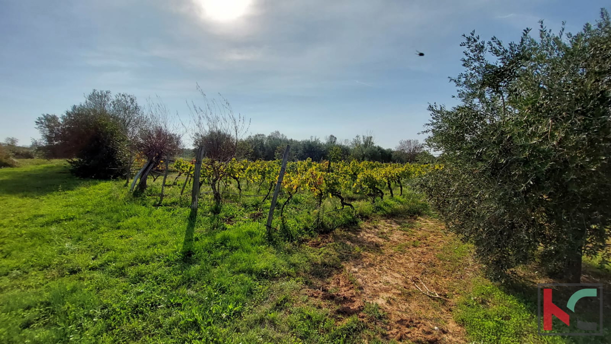 Rovigno, terreno agricolo con uliveto, vigneto e #vendita edilizia legalizzata