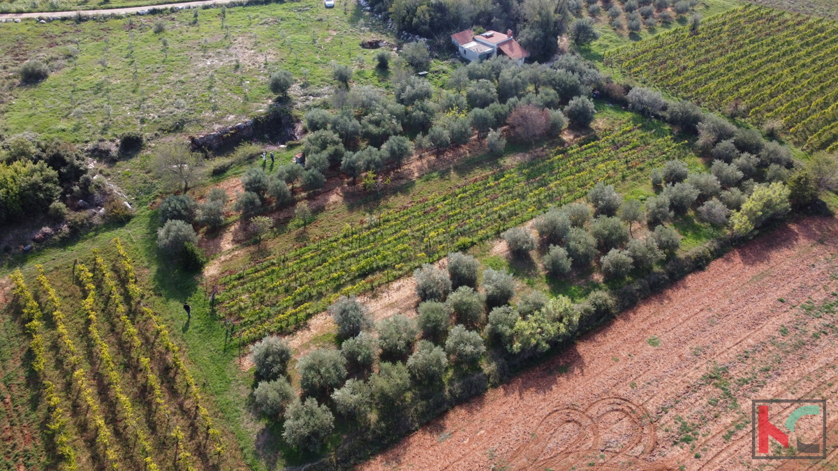 Rovigno, terreno agricolo con uliveto, vigneto e #vendita edilizia legalizzata
