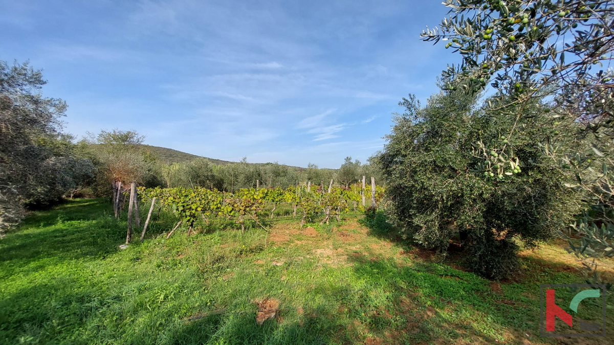 Rovigno, terreno agricolo con uliveto, vigneto e #vendita edilizia legalizzata