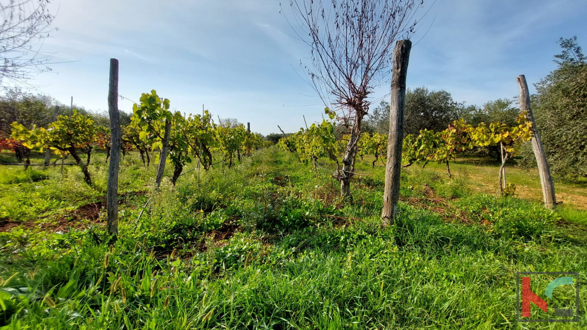 Rovigno, terreno agricolo con uliveto, vigneto e #vendita edilizia legalizzata