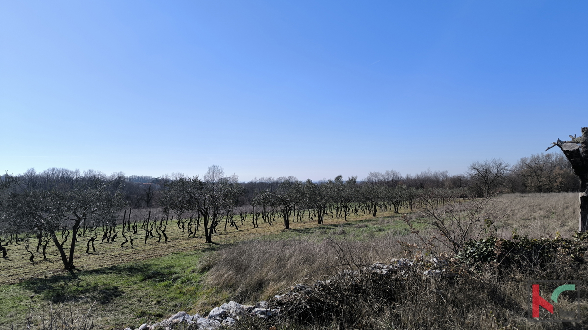 CENTRAL ISTRIA, BUILDING LAND 1255 M2 #FOR SALE